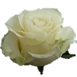Mondial Rose d'Equateur Ethiflora